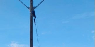 Vândalos destroem vasos e árvores em Palmas