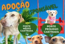 ADOÇÃO RESPONSÁVEL