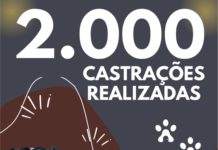 Palmas alcança a marca de 2.000 castrações em programa de controle populacional de animais