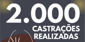 Palmas alcança a marca de 2.000 castrações em programa de controle populacional de animais