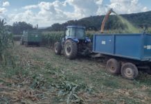 Departamento de Agricultura do município de Coronel Domingos Soares, está realizando trabalho de silagem de milho em propriedades rurais.