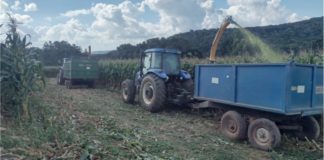 Departamento de Agricultura do município de Coronel Domingos Soares, está realizando trabalho de silagem de milho em propriedades rurais.
