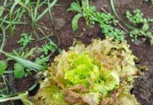 Geadas causam prejuízos aos agricultores familiares de Coronel Domingos Soares