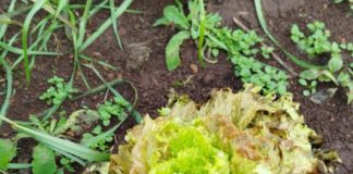 Geadas causam prejuízos aos agricultores familiares de Coronel Domingos Soares