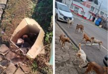 Consequências do Abandono de Animais em Palmas – PR