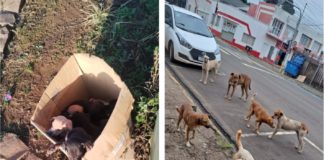 Consequências do Abandono de Animais em Palmas – PR