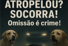 ATROPELOU? SOCORRA! OMISSÃO É CRIME!