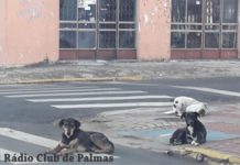 PREFEITURA DE PALMAS ABRE CADASTRO PARA CASTRAÇÃO DE ANIMAIS