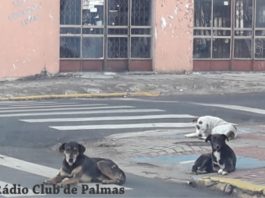 PREFEITURA DE PALMAS ABRE CADASTRO PARA CASTRAÇÃO DE ANIMAIS