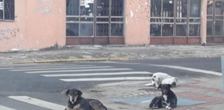 PREFEITURA DE PALMAS ABRE CADASTRO PARA CASTRAÇÃO DE ANIMAIS