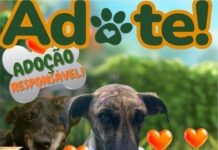 ADOTE UM PET