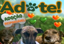ADOTE UM PET!