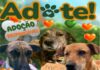 ADOTE UM PET!