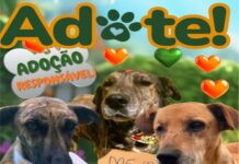 ADOTE UM PET!