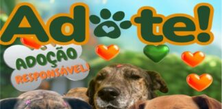 ADOTE UM PET!