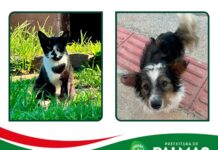 Município intensifica divulgação de animais disponíveis para adoção e reforça importância dos lares temporários
