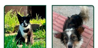 Município intensifica divulgação de animais disponíveis para adoção e reforça importância dos lares temporários