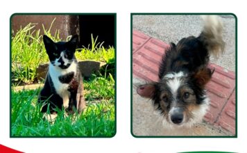 Município intensifica divulgação de animais disponíveis para adoção e reforça importância dos lares temporários