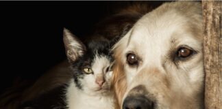 Bem-Estar Animal de Palmas divulga novo número de atendimento via WhatsApp