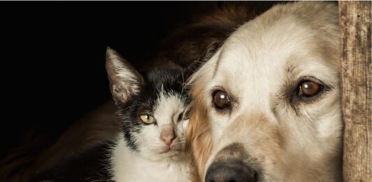 Bem-Estar Animal de Palmas divulga novo número de atendimento via WhatsApp