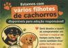 VÁRIOS FILHOTES DISPONÍVEIS PARA ADOÇÃO RESPONSÁVEL