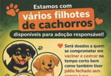 VÁRIOS FILHOTES DISPONÍVEIS PARA ADOÇÃO RESPONSÁVEL