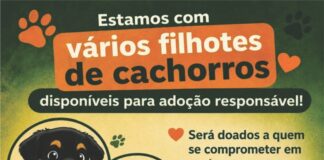 VÁRIOS FILHOTES DISPONÍVEIS PARA ADOÇÃO RESPONSÁVEL