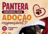 PANTERA DISPONÍVEL PARA ADOÇÃO