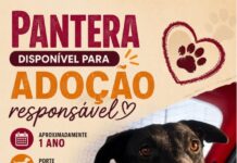 PANTERA DISPONÍVEL PARA ADOÇÃO