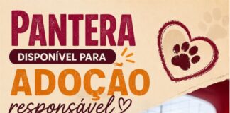 PANTERA DISPONÍVEL PARA ADOÇÃO