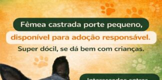 APP ANIMAL