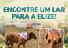 PROCURA – SE UM LAR