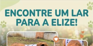 PROCURA – SE UM LAR