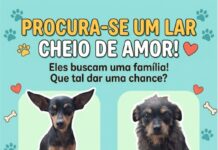 PROCURA-SE UM LAR